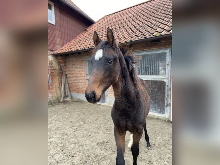 Hannoveraan Merrie 1 Jaar Donkerbruin in Friedland