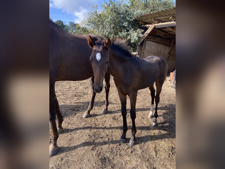 Hannoveraan Merrie 1 Jaar Donkerbruin in Friedland