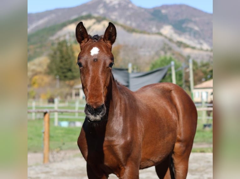 Hannoveraan Merrie 1 Jaar Donkerbruin in sisteron