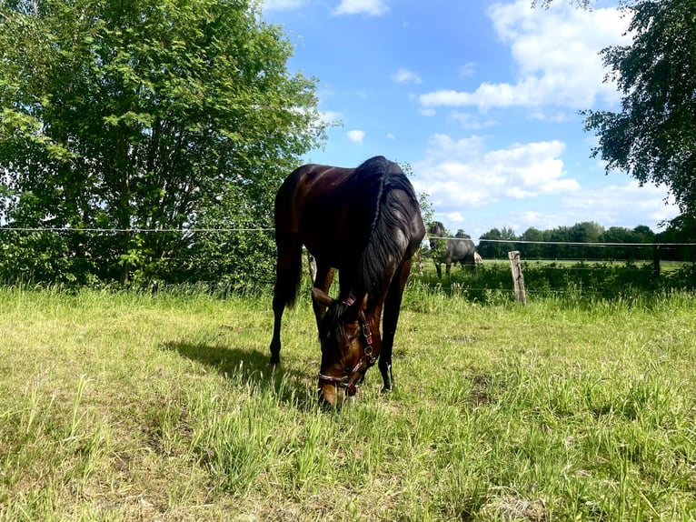 Hannoveraan Merrie 1 Jaar Donkerbruin in Berne