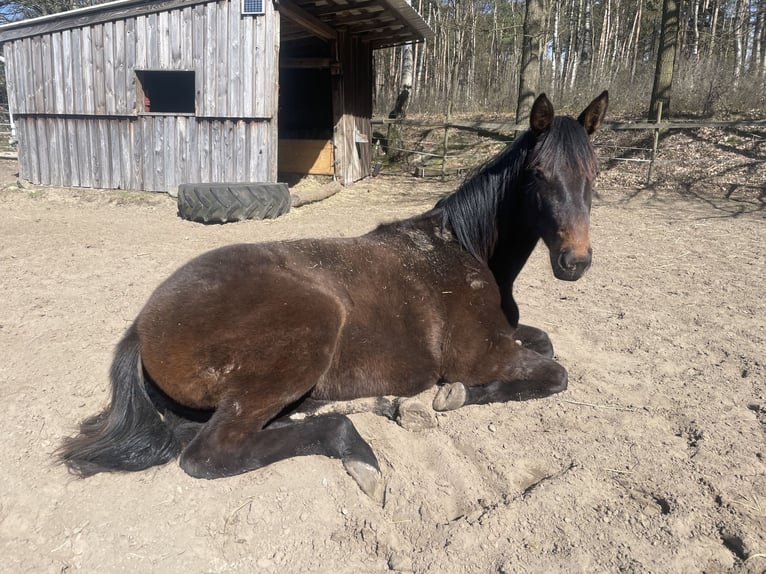 Hannoveraan Merrie 1 Jaar Donkerbruin in Berne