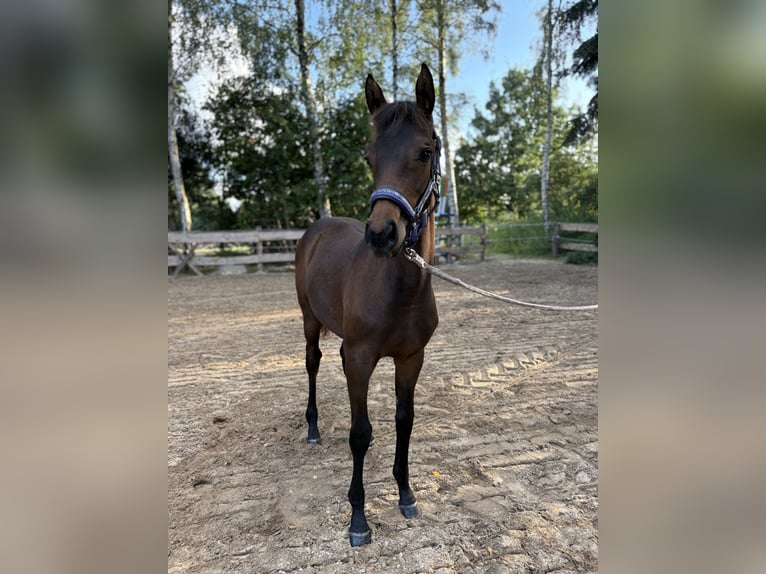 Hannoveraan Merrie 1 Jaar Donkerbruin in Ostrhauderfehn