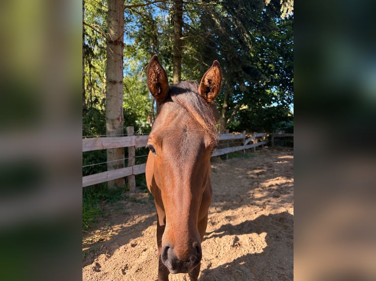 Hannoveraan Merrie 1 Jaar Donkerbruin in Ostrhauderfehn