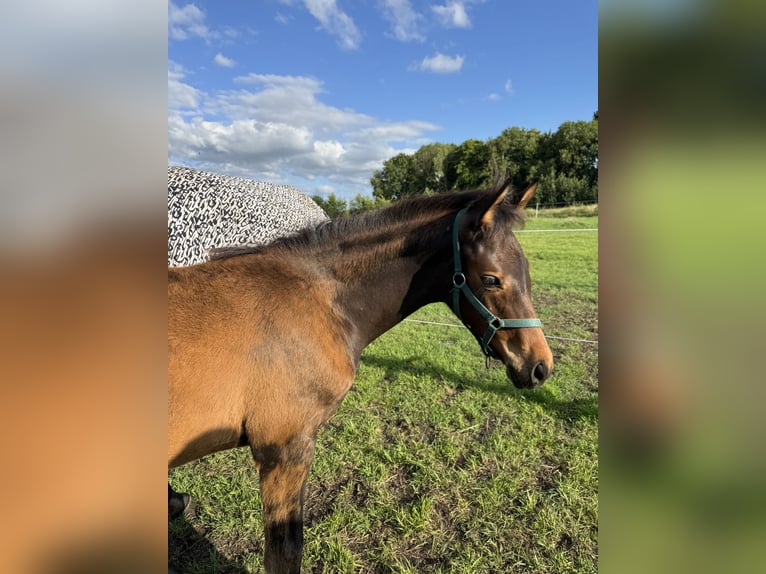 Hannoveraan Merrie 1 Jaar Donkerbruin in Ostrhauderfehn