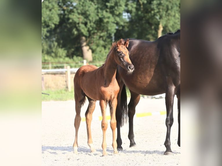 Hannoveraan Merrie 1 Jaar Donkere-vos in Ihlow