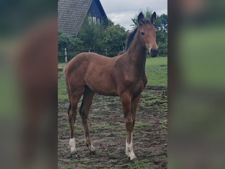 Hannoveraan Merrie 1 Jaar kan schimmel zijn in Bleckede