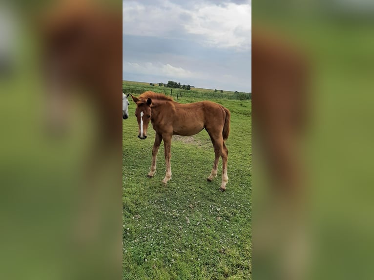 Hannoveraan Merrie 1 Jaar kan schimmel zijn in Jemgum