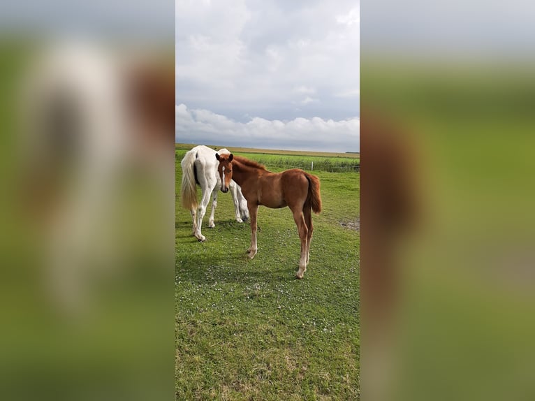 Hannoveraan Merrie 1 Jaar kan schimmel zijn in Jemgum