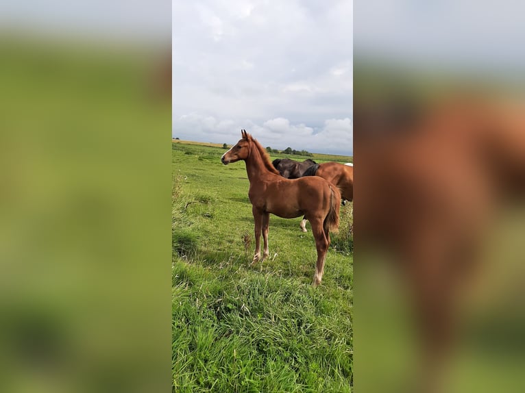 Hannoveraan Merrie 1 Jaar kan schimmel zijn in Jemgum