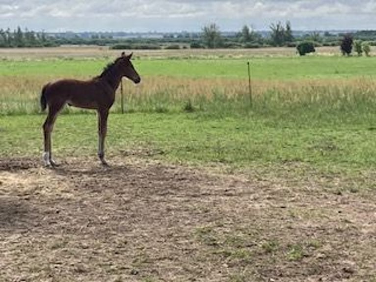 Hannoveraan Merrie 1 Jaar Lichtbruin in Neukalen