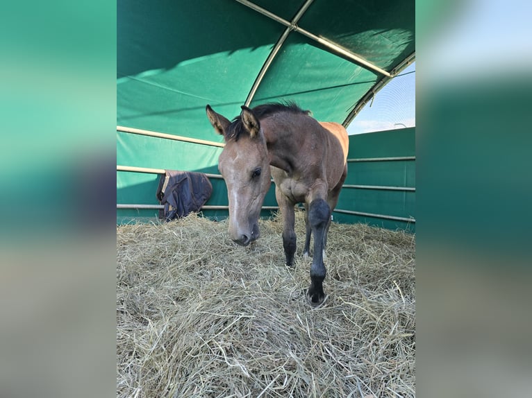Hannoveraan Merrie 1 Jaar Schimmel in Schiffdorf