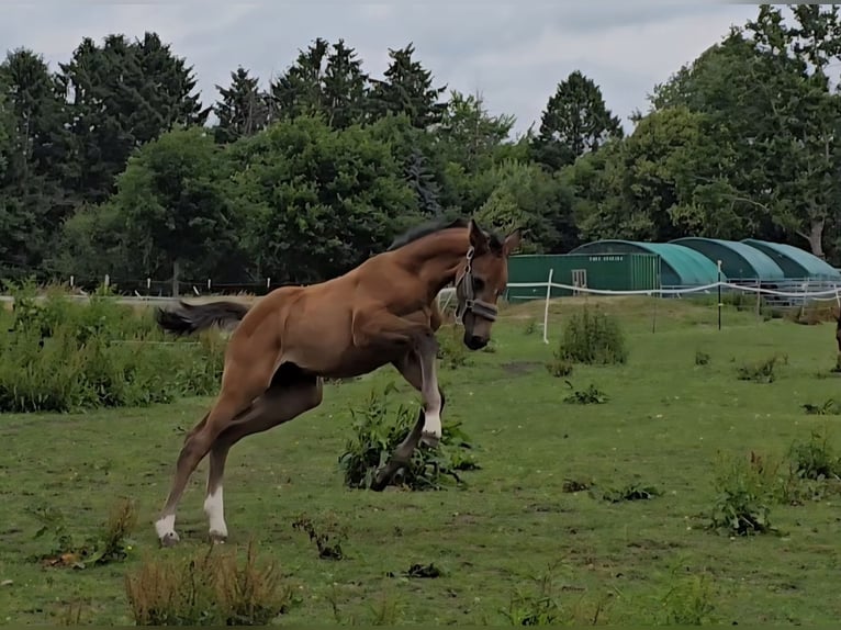Hannoveraan Merrie 1 Jaar Schimmel in Schiffdorf