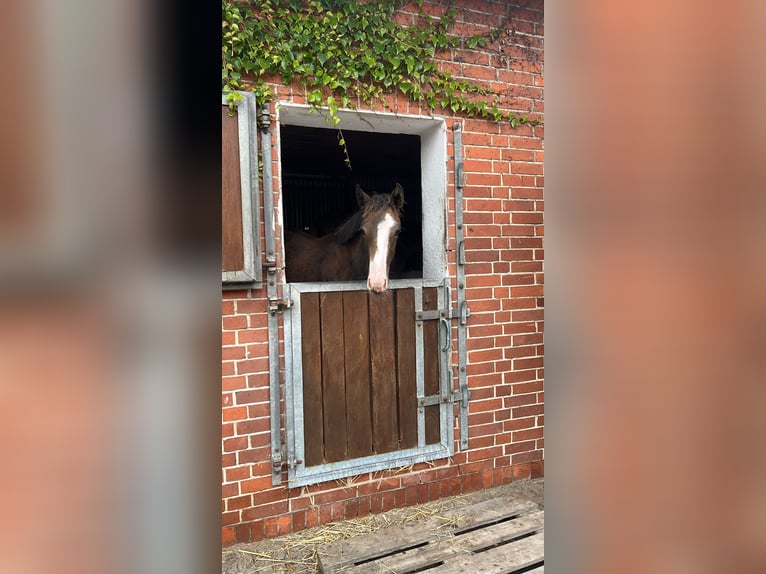 Hannoveraan Merrie 1 Jaar Schimmel in Langwedel