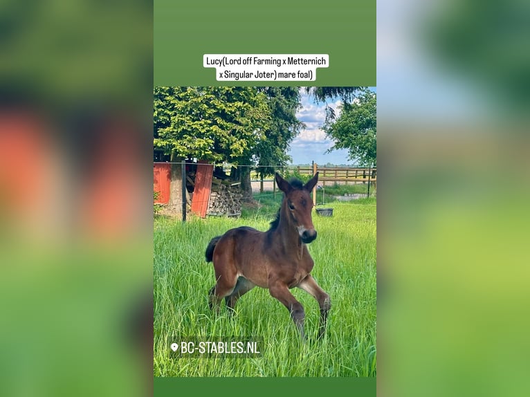 Hannoveraan Merrie 1 Jaar in Barger-Compascuum