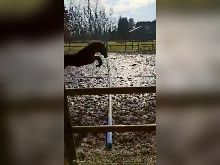 Hannoveraan Merrie 1 Jaar in Barger-Compascuum