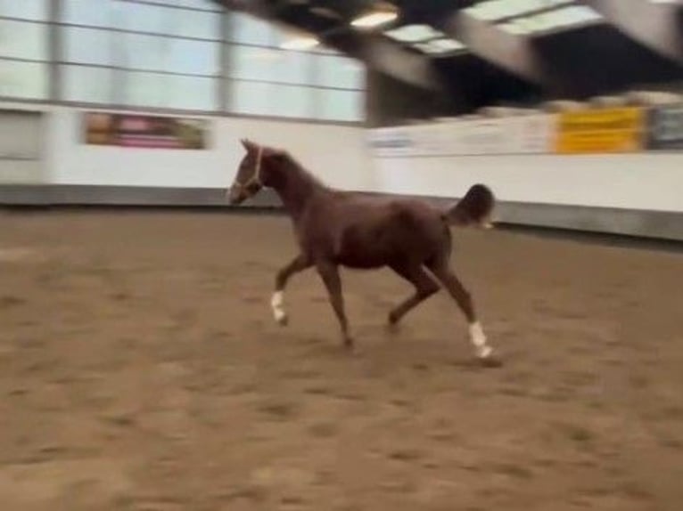 Hannoveraan Merrie 1 Jaar Vos in Verden (Aller)