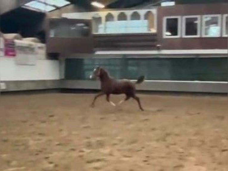 Hannoveraan Merrie 1 Jaar Vos in Verden (Aller)