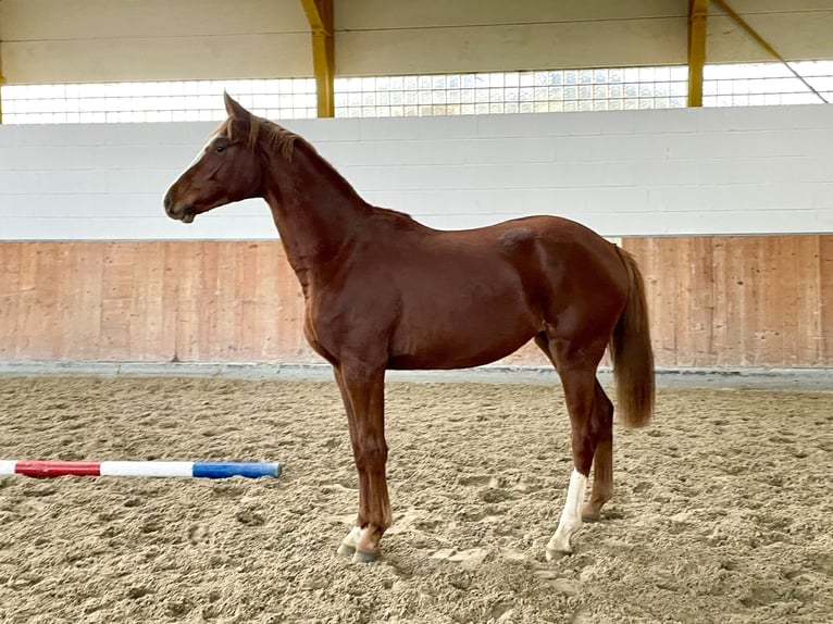 Hannoveraan Merrie 1 Jaar Vos in Rees