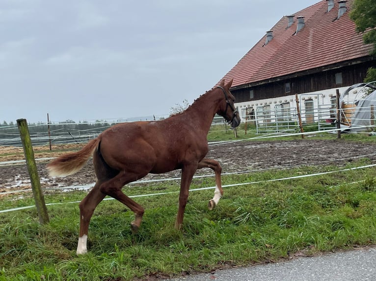 Hannoveraan Merrie 1 Jaar Vos in Lambrechten