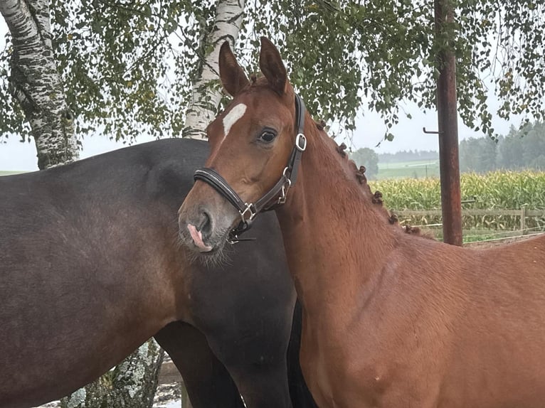 Hannoveraan Merrie 1 Jaar Vos in Lambrechten