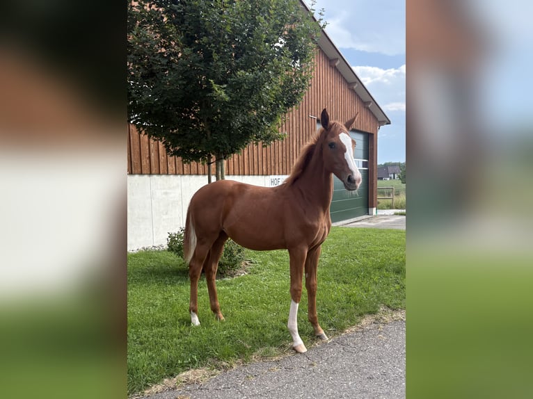 Hannoveraan Merrie 1 Jaar Vos in Meckenbeuren