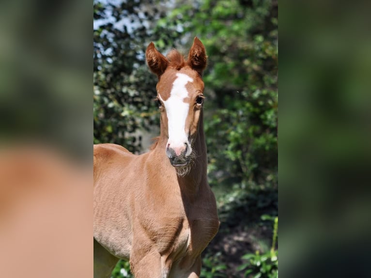 Hannoveraan Merrie 1 Jaar Vos in Ostercappeln