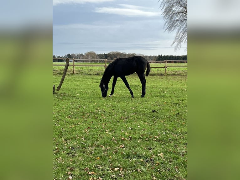 Hannoveraan Merrie 1 Jaar Zwart in Anderlingen