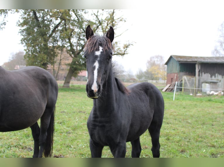 Hannoveraan Merrie 1 Jaar Zwart in Anderlingen