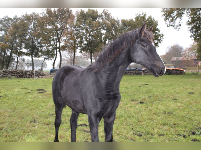 Hannoveraan Merrie 1 Jaar Zwart in Anderlingen