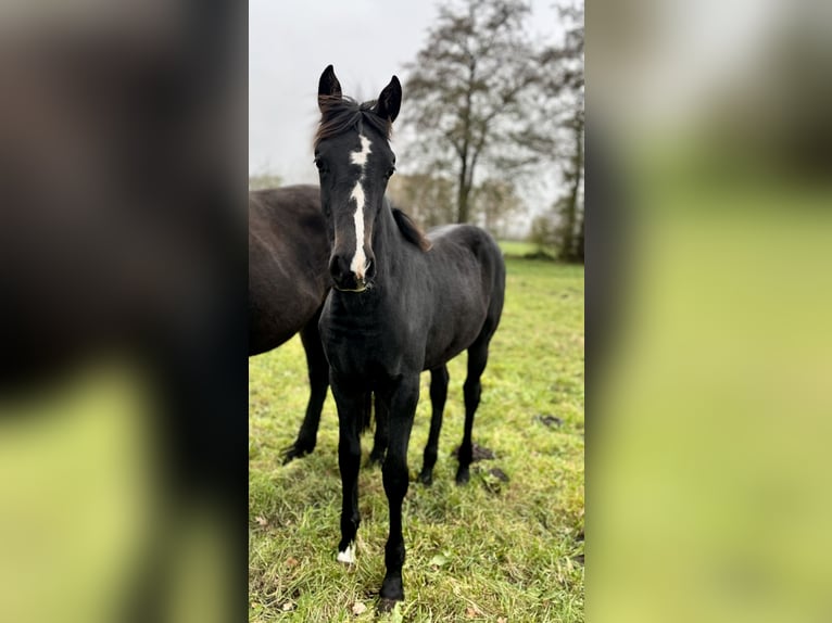 Hannoveraan Merrie 1 Jaar Zwart in Anderlingen