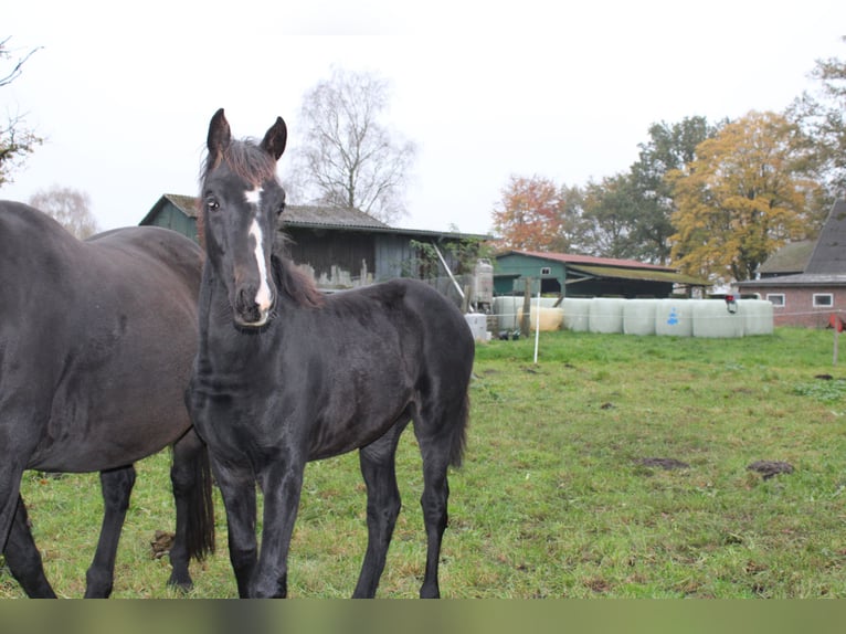 Hannoveraan Merrie 1 Jaar Zwart in Anderlingen