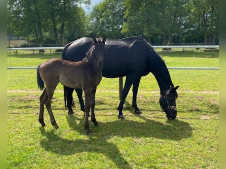 Hannoveraan Merrie 1 Jaar Zwart in Meyenburg