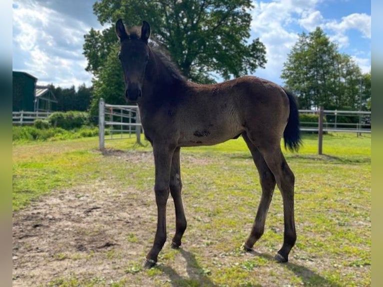 Hannoveraan Merrie 1 Jaar Zwart in Meyenburg