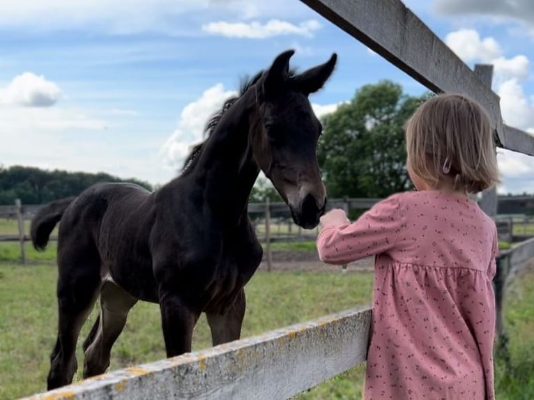 Hannoveraan Merrie 1 Jaar Zwart in Nuthe-Urstromtal