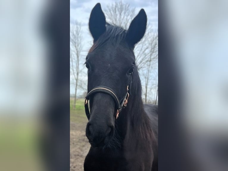 Hannoveraan Merrie 1 Jaar Zwart in Wietstock