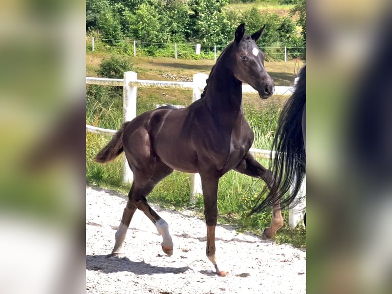 Hannoveraan Merrie 1 Jaar Zwart in Pilchowo