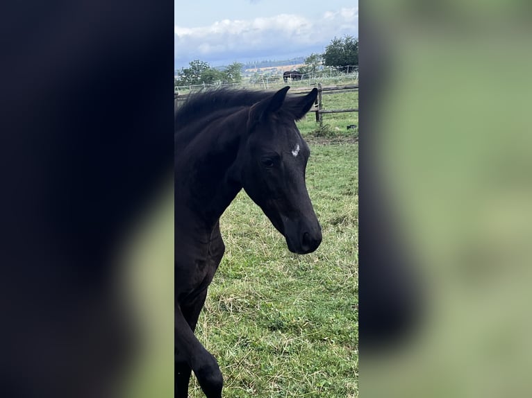 Hannoveraan Merrie 1 Jaar Zwart in Schaffhausen