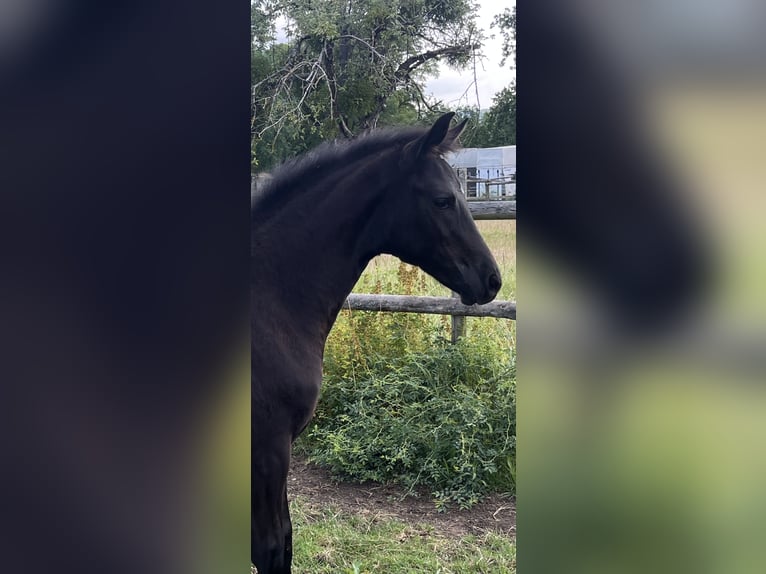 Hannoveraan Merrie 1 Jaar Zwart in Schaffhausen