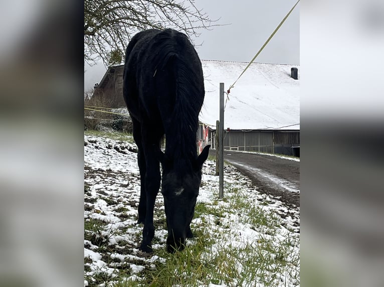 Hannoveraan Merrie 1 Jaar Zwart in Schaffhausen