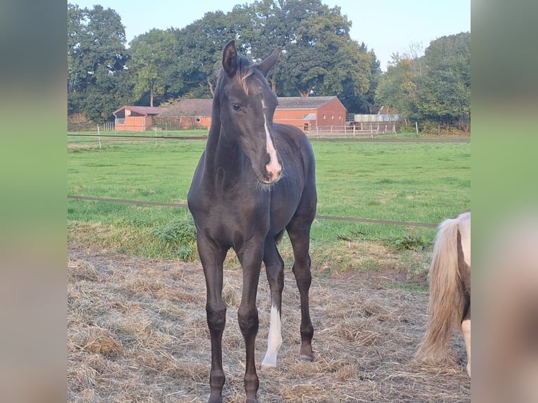 Hannoveraan Merrie 1 Jaar Zwart in Hüven