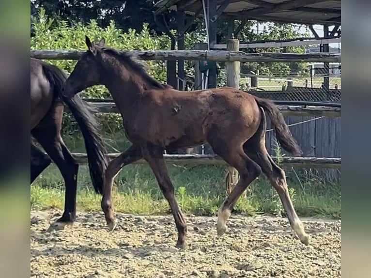 Hannoveraan Merrie 1 Jaar Zwart in Kevelaer