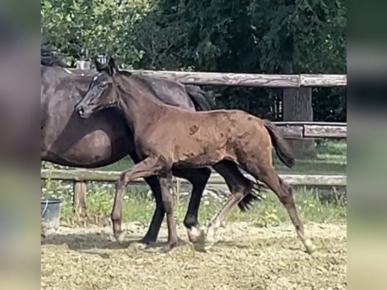 Hannoveraan Merrie 1 Jaar Zwart in Kevelaer