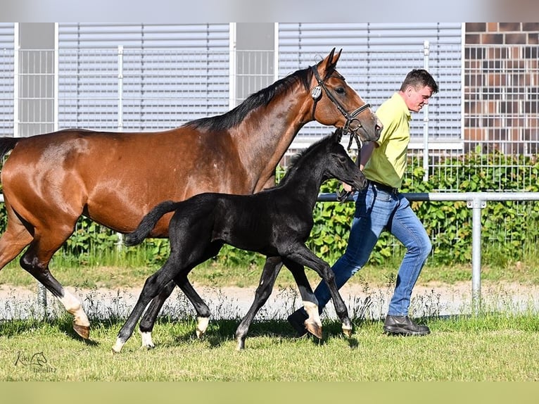 Hannoveraan Merrie 1 Jaar Zwart in Breddorf