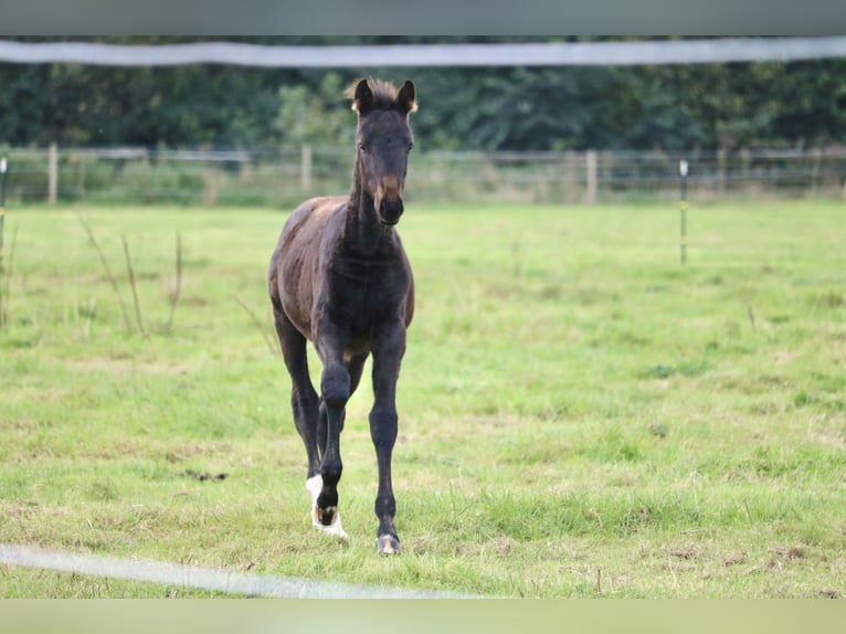 Hannoveraan Merrie 1 Jaar Zwart in Glandorf