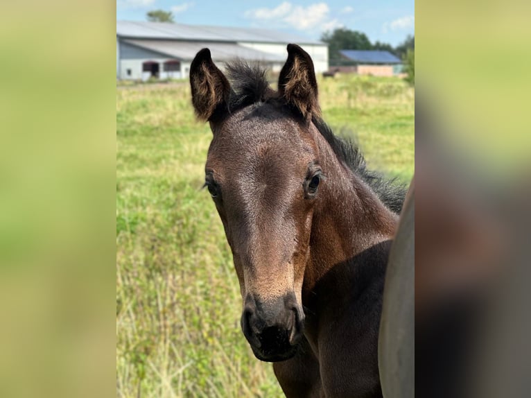 Hannoveraan Merrie 1 Jaar Zwartbruin in Großderschau