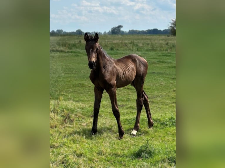 Hannoveraan Merrie 1 Jaar Zwartbruin in Großderschau