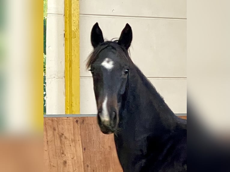 Hannoveraan Merrie 1 Jaar Zwartbruin in Rees