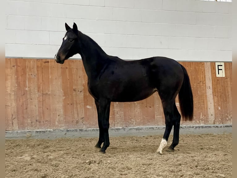 Hannoveraan Merrie 1 Jaar Zwartbruin in Rees