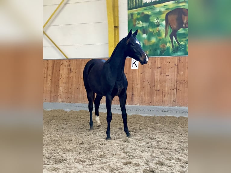 Hannoveraan Merrie 1 Jaar Zwartbruin in Rees