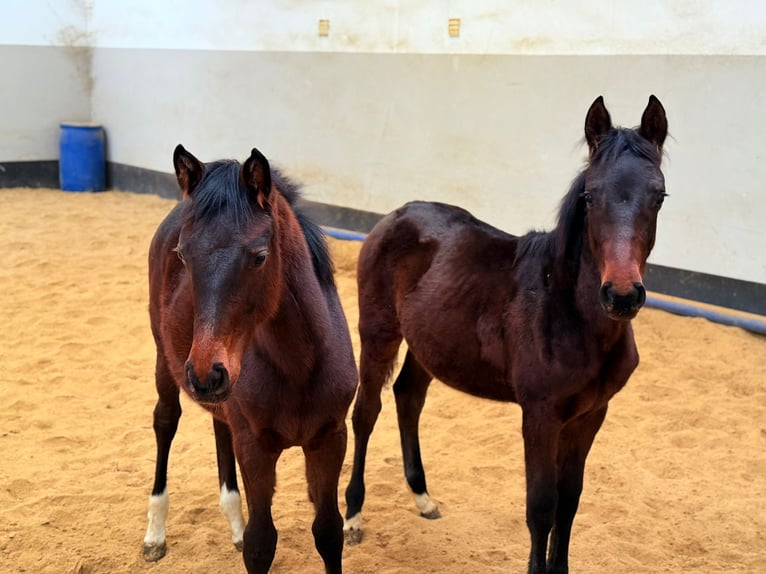 Hannoveraan Merrie 1 Jaar Zwartbruin in Didderse
